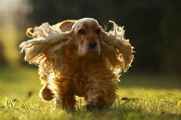 Cocker Spaniel Inglés Corriendo Contraluz Sobre Hierba Verde Pequeño Perro —  Fotos de Stock