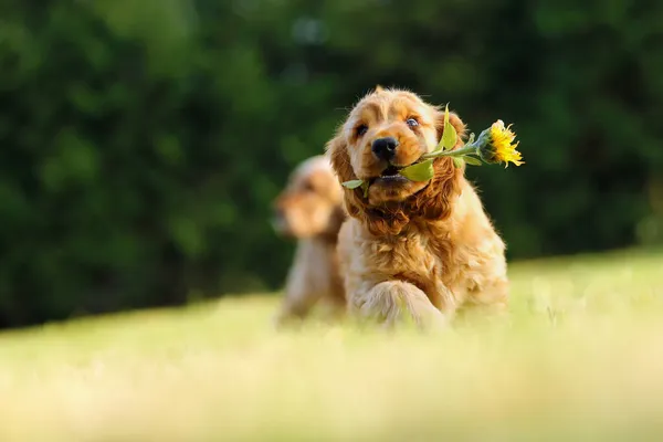 Cocker Spaniel Inglés Cachorro Oro Jugando Con Girasol Cachorrito Oro — Foto de Stock