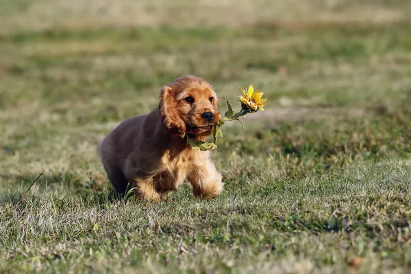 Engelse Cocker Spaniel Gouden Puppy Aan Het Spelen Met Een — Stockfoto