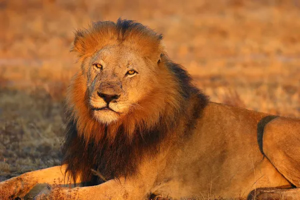Lion Transvaal Panthera Leo Krugeri Également Connu Sous Nom Lion — Photo