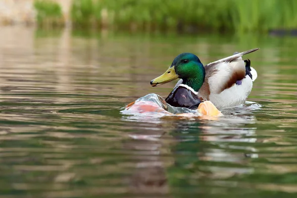 Male Mallard Wild Duck Anas Platyrhynchos Swims Water Pokes Mouth — Stock Photo, Image