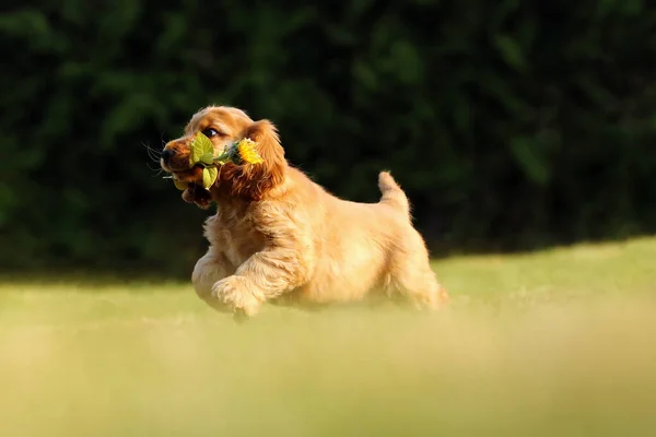 Inglês Cocker Spaniel Filhote Cachorro Dourado Brincando Com Girassol Cachorrinho — Fotografia de Stock
