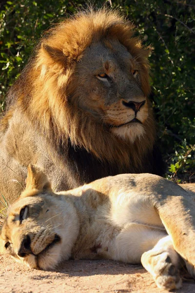 Afrikanischer Löwe Transvaal Löwe Panthera Leo Krugeri Auch Als Südostafrikanischer — Stockfoto
