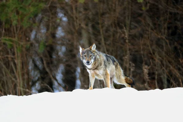 Grijze Wolf Canis Lupus Komt Bij Hevige Sneeuwval Uit Het — Stockfoto