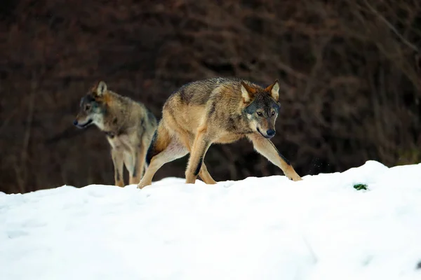 大雪の中 森の中からオオカミやオオカミ カニス ルプス が現れます 大きなカルパティアの狼が牧草地に立ち上がる 冬のヨーロッパのオオカミ — ストック写真