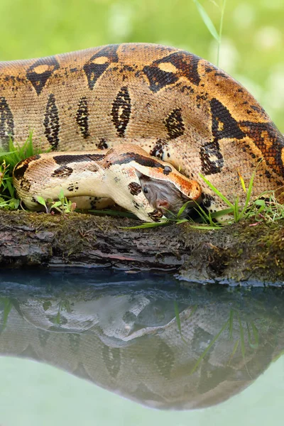 Constritor Boa Boa Constrictor Também Chamado Vermelho Tailed Comum Boa — Fotografia de Stock