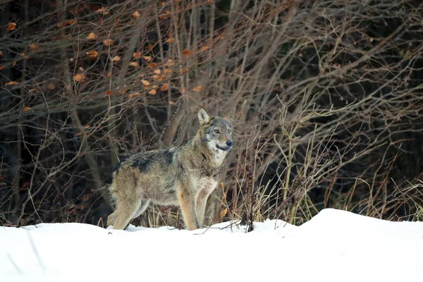 Grijze Wolf Canis Lupus Komt Bij Hevige Sneeuwval Uit Het — Stockfoto