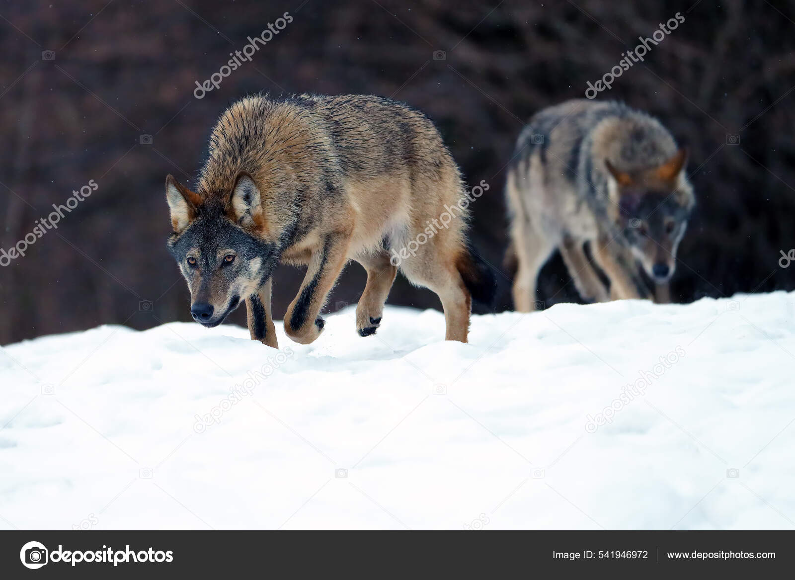 Grey Wolf Gray Wolf Canis Lupus Emerges Forest Heavy Snowfall