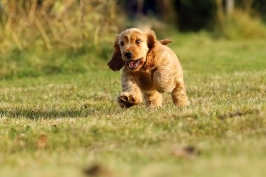 İngiliz Cocker Spaniel, altın köpek oynuyor. Bahçede oynayan küçük altın köpek yavrusu. Küçük köpek yavrusu koşuyor ve oynuyor