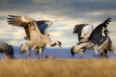 Yaygın vinç (Grus grus), ayrıca Avrasya turnası olarak da bilinir, çayırda dans eden turna sürüsü. Ufuktaki ayin sırasında kanatlarını açmış büyük bir vinç..