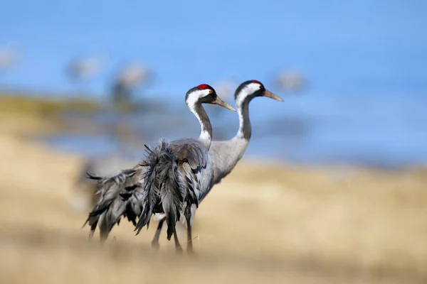 Běžný Jeřáb Grus Grus Známý Také Jako Euroasijský Jeřáb Pár — Stock fotografie