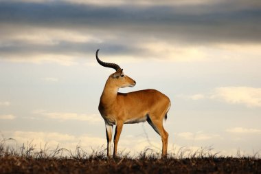 Kob (Kobus kob), Doğu Afrika 'nın yanmış düzlüklerinde ufukta belirmektedir. Ufukta büyük Afrika antilopları ve arkasında dramatik bulutlar.