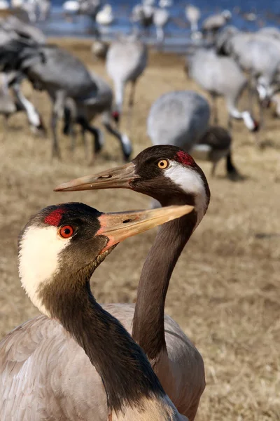 Guindaste Comum Grus Grus Também Conhecido Como Guindaste Eurasiano Portait — Fotografia de Stock