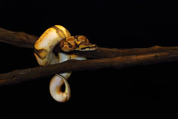 Die Königspython Python Regius Auch Kugelpython Genannt Liegt Verdreht Auf — Stockfoto