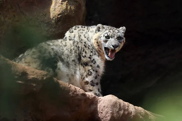 Leopardo Nieve Panthera Uncia También Conocido Como Onza Sobre Una — Foto de Stock