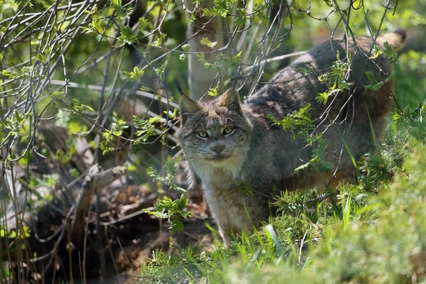 Canada Lynx Lynx Canadensis Thick Bushes Big Lynx Green Bright — ストック写真