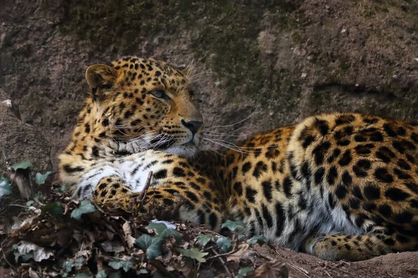 Северокитайские Леопарды Panthera Pardus Japonensis Крупный Самец Лежащий Скале Портрет — стоковое фото