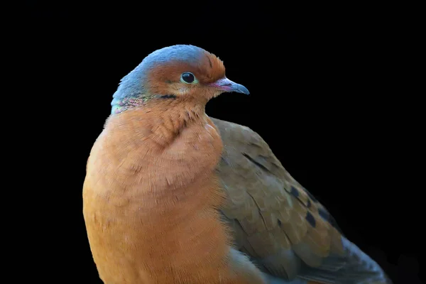 소호로 비둘기 Zenaida Graysoni 비둘기이다 배경에 어두운 배경에 비둘기의 초상화 — 스톡 사진