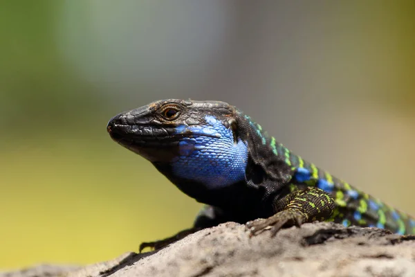 Gallotia Galloti Lézard Gallot Lézard Tenerife Parfois Lézard Des Canaries — Photo