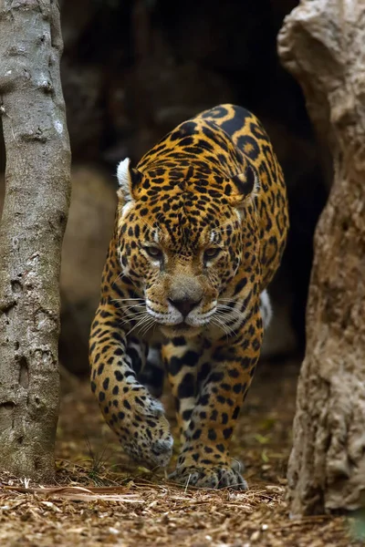 Jaguár Panthera Onca Procházející Mezi Dvěma Stromy Velký Jaguár Tmavým — Stock fotografie