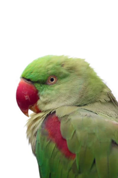 Alexandrine Papağanı Psittacula Eupatria Alexandrine Papağanı Olarak Bilinir Beyaz Arka — Stok fotoğraf