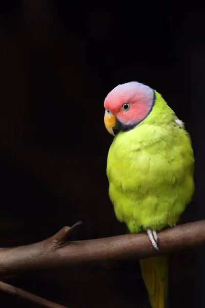 Papuga Kwitnąca Psittacula Roseata Papuga Siedząca Gałęzi Ciemnym Tle Bardzo — Zdjęcie stockowe