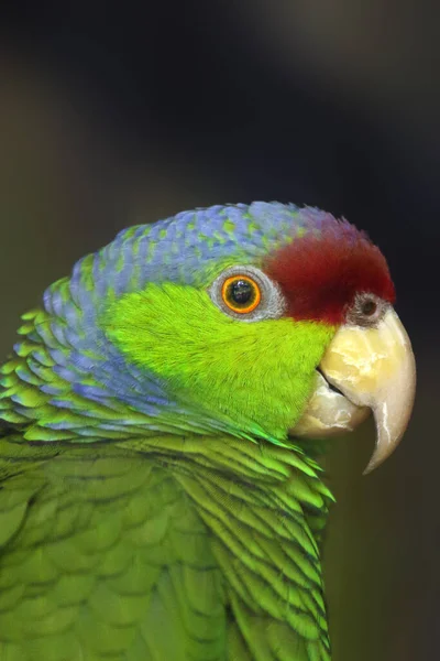 Lilac Crowned Amazon Amazona Finschi Portrait Portrait Lilac Crowned Amazona — Photo