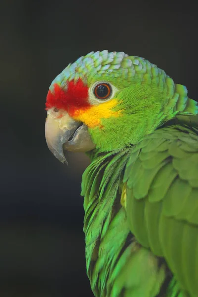 Kırmızı Lorlu Amazon Veya Kırmızı Lorlu Papağan Amazona Autumnalis Portredir — Stok fotoğraf