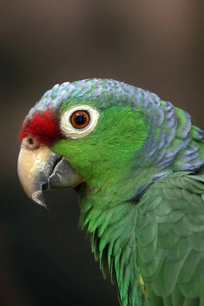 Red Lored Amazon Red Lored Parrot Amazona Autumnalis Portrait Portrait — 스톡 사진