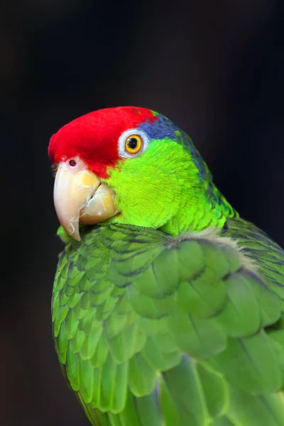 Amazonka Czerwono Koronowana Amazona Viridigenalis Znana Również Jako Papuga Czerwono — Zdjęcie stockowe
