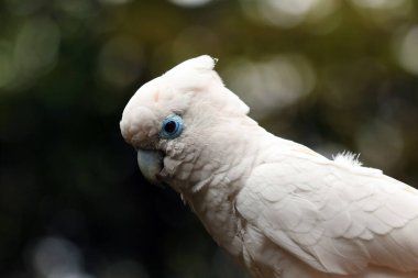 Solomons cockatoo (Cacatua ducorpsii), also known as the Ducorps's cockatoo, Solomons corella or broad-crested corella, portrait of a white parrot on a colored background.