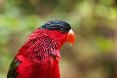 The purple-bellied lory (Lorius hypoinochrous vittatus), portrait of a red lory. Portrait of a red parrot on a colorful background.