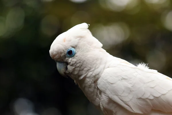 Solomons Cockatoo Cacatua Ducorpsii Also Known Ducorps Cockatoo Solomons Corella — Stock Fotó