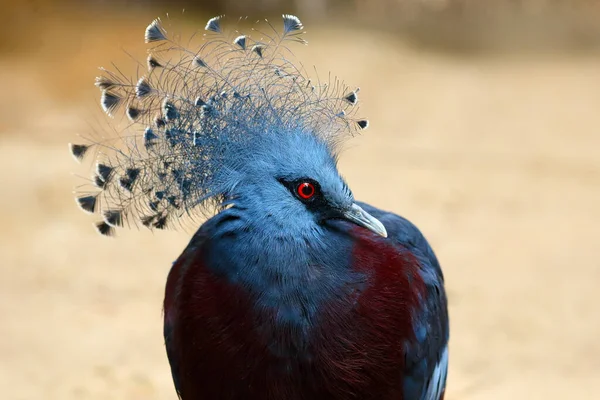 Pombo Coroado Vitória Goura Victoria Retrato Grande Pombo Azul Com — Fotografia de Stock