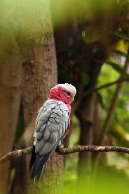 The galah (Eolophus roseicapilla), also known as the pink and gray cockatoo or rose-breasted cockatoo, sitting in a green forest. A large pink parrot in a typical environment.