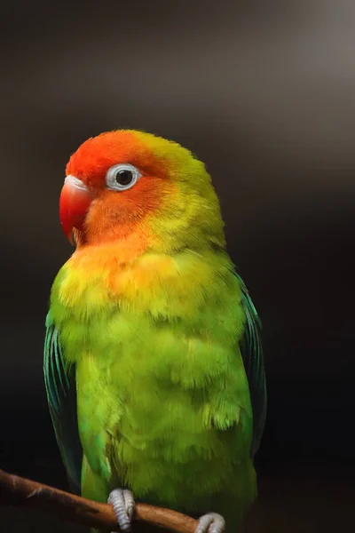 Lilian Lovebird Agapornis Lilianae Also Known Nyasa Lovebird Dark Background — Stock Fotó