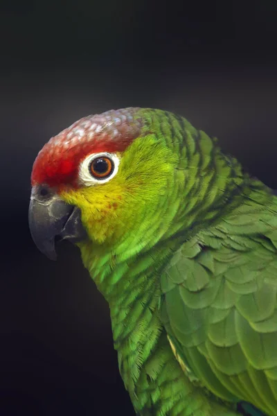 Lilacine Amazon Amazona Autumnalis Lilacina Ecuadorian Red Lored Amazon Portrait — Stock Fotó