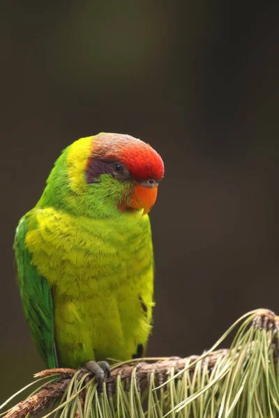 Iris Lorikeet Saudareos Iris Portrait Green Parrot Red Head Colorful — Stok Foto