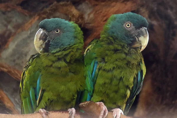 Blue Headed Macaw Coulon Macaw Primolius Couloni Pair Large Blue — Zdjęcie stockowe