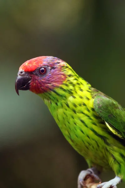 Goldie Lorikeet Glossoptilus Goldiei Portrait Green Parrot Purple Head Colorful — 图库照片