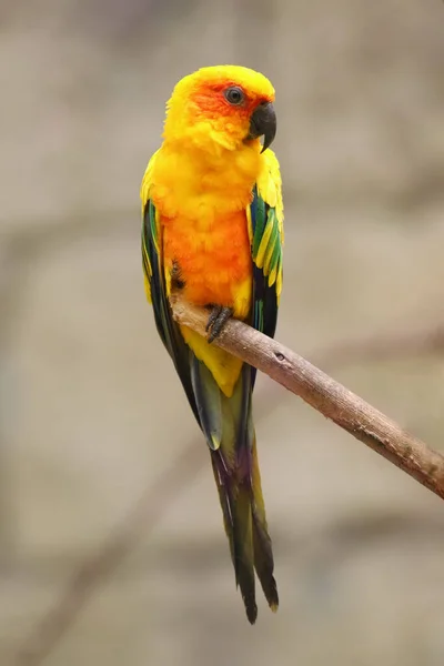 Sun Parakeet Aratinga Solstitialis Sitting Branch Yellow Parrot Light Background — Stock Photo, Image