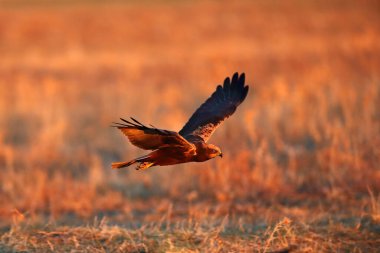 Avrasya bataklık harrier 'i (Circus aeruginosus) olarak da bilinir, yükselen güneşin kırmızı ışığında çimlerin üzerinde alçaktan uçan bir yırtıcı..
