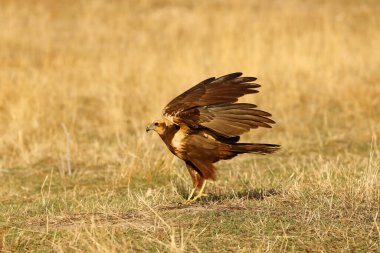 Avrasya bataklık harrier 'i (Circus aeruginosus) olarak da bilinir, yükseltilmiş kanatlarıyla çimenlerde oturur..