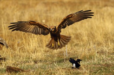 Avrasya bataklık harrier 'i (Circus aeruginosus) olarak da bilinir, bir saksağanın yanındaki çimlere iner..