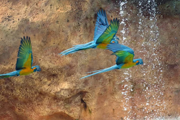 Blauwkeelara Ara Glaucogularis Ara Caninde Ook Bekend Als Caninde Macaw — Stockfoto