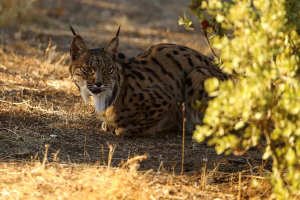 베리아 스라소니 Lynx Pardinus 스라소니입니다 스페인 스라소니 — 스톡 사진