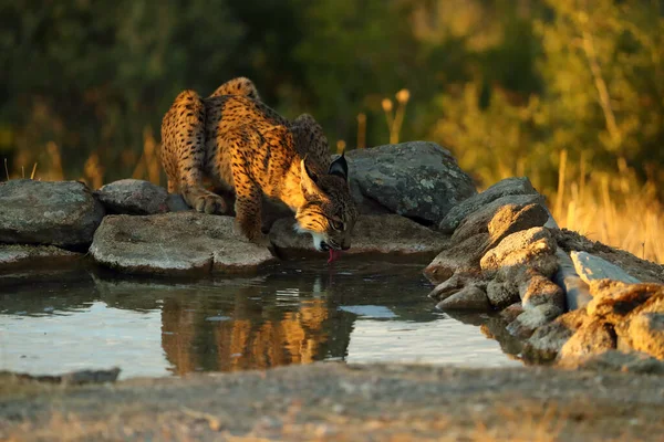 Iberian Lynx Lynx Pardinus Young Lynx Drinks Watering Hole Young — Stock Photo, Image