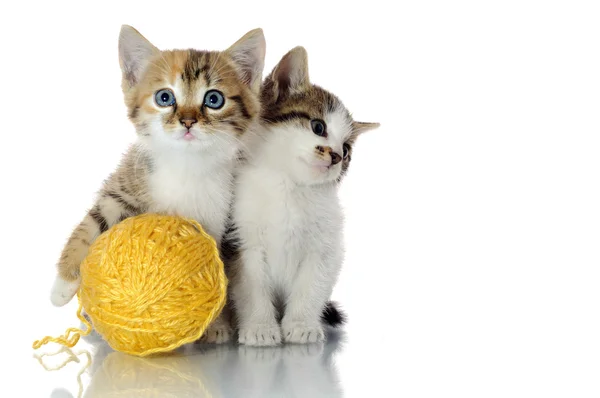 Hravá koťata — Stock fotografie