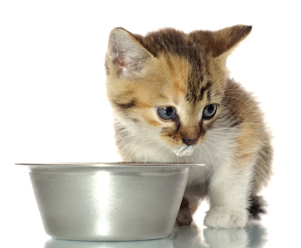 Malá kočička jíst — Stock fotografie