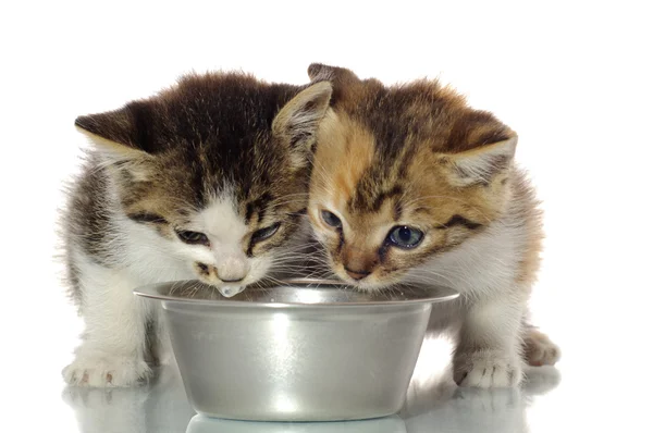 Yavru kedi yemek — Stok fotoğraf